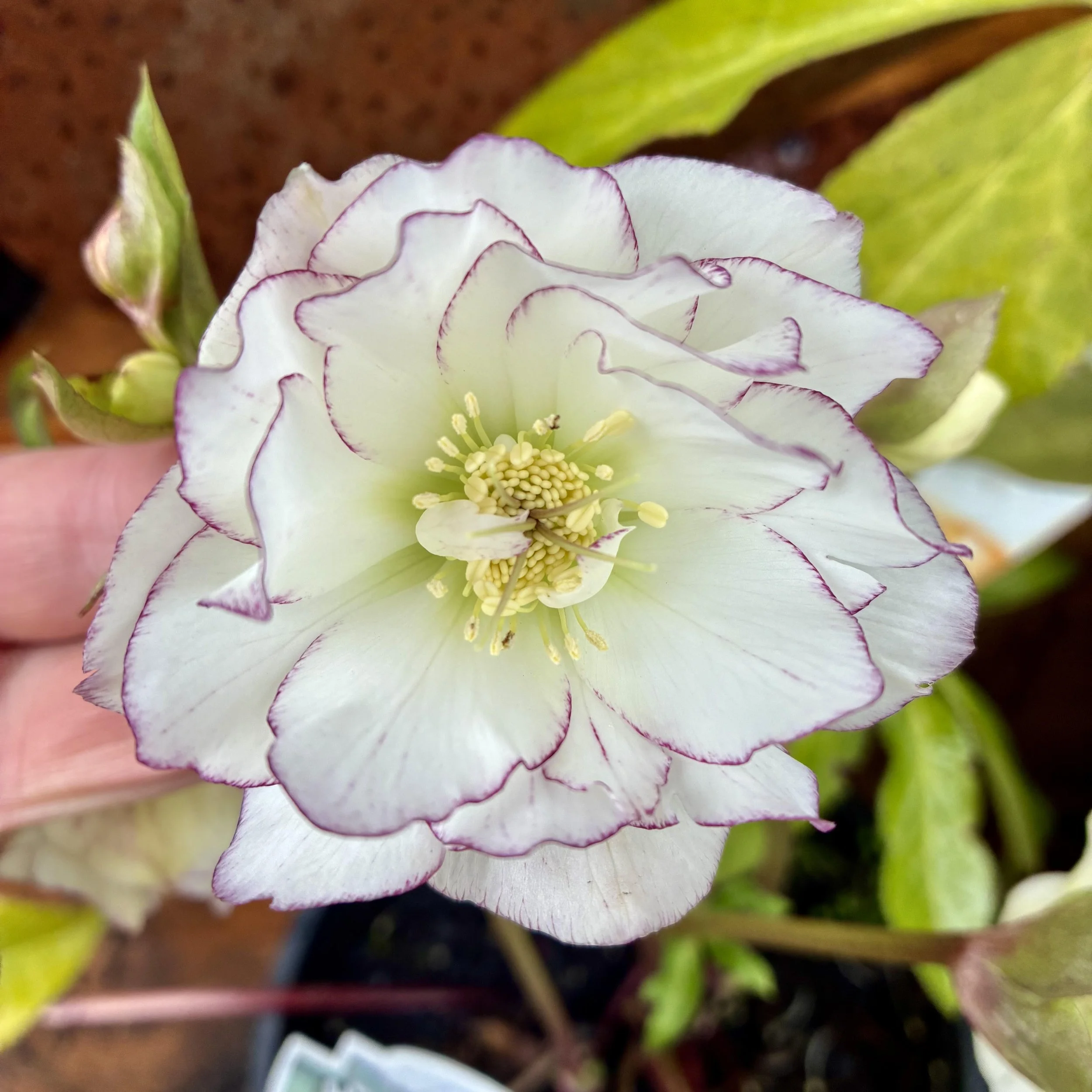 Helleborus Double White Picotee Hybrid 2.5L