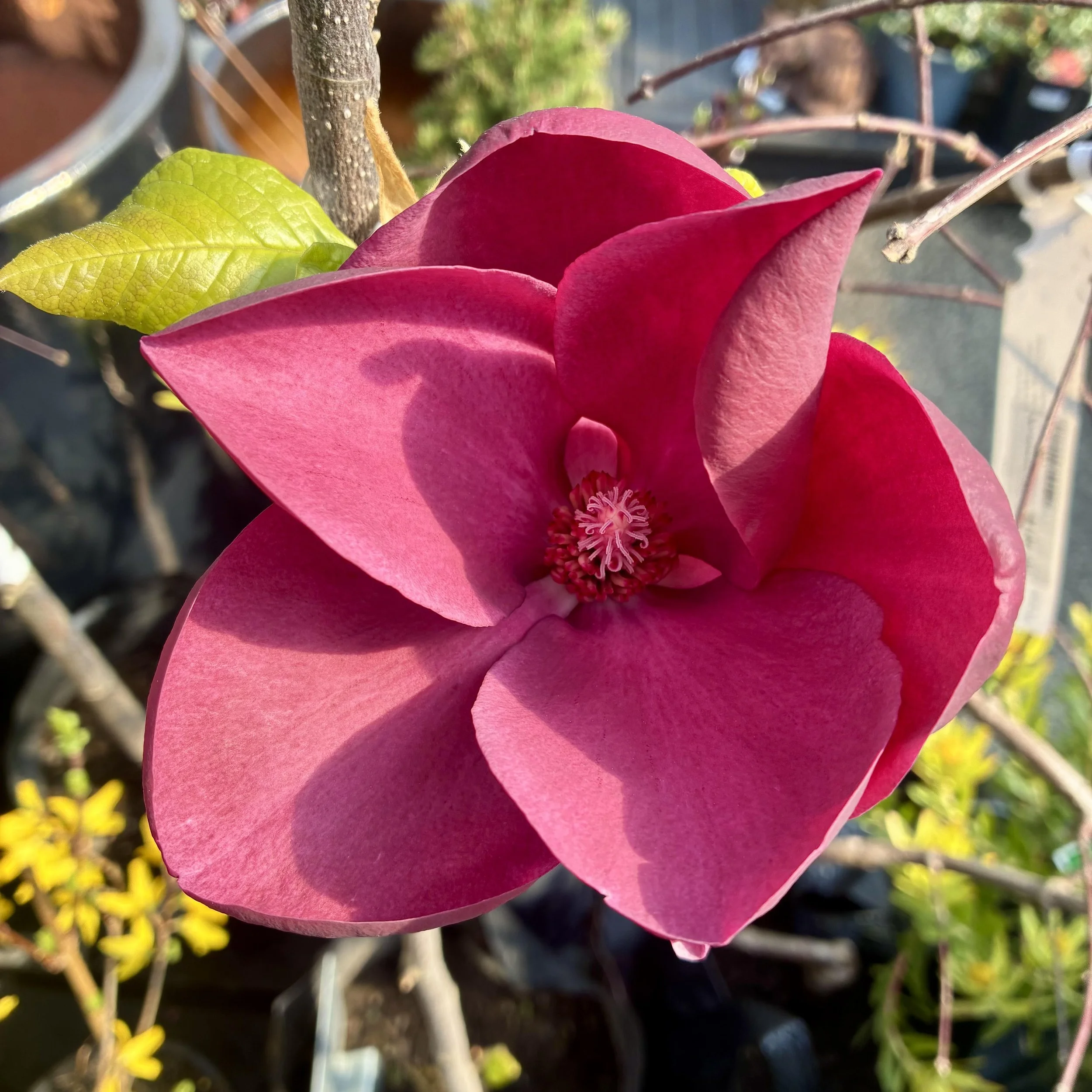 Magnolia Deryk PB28