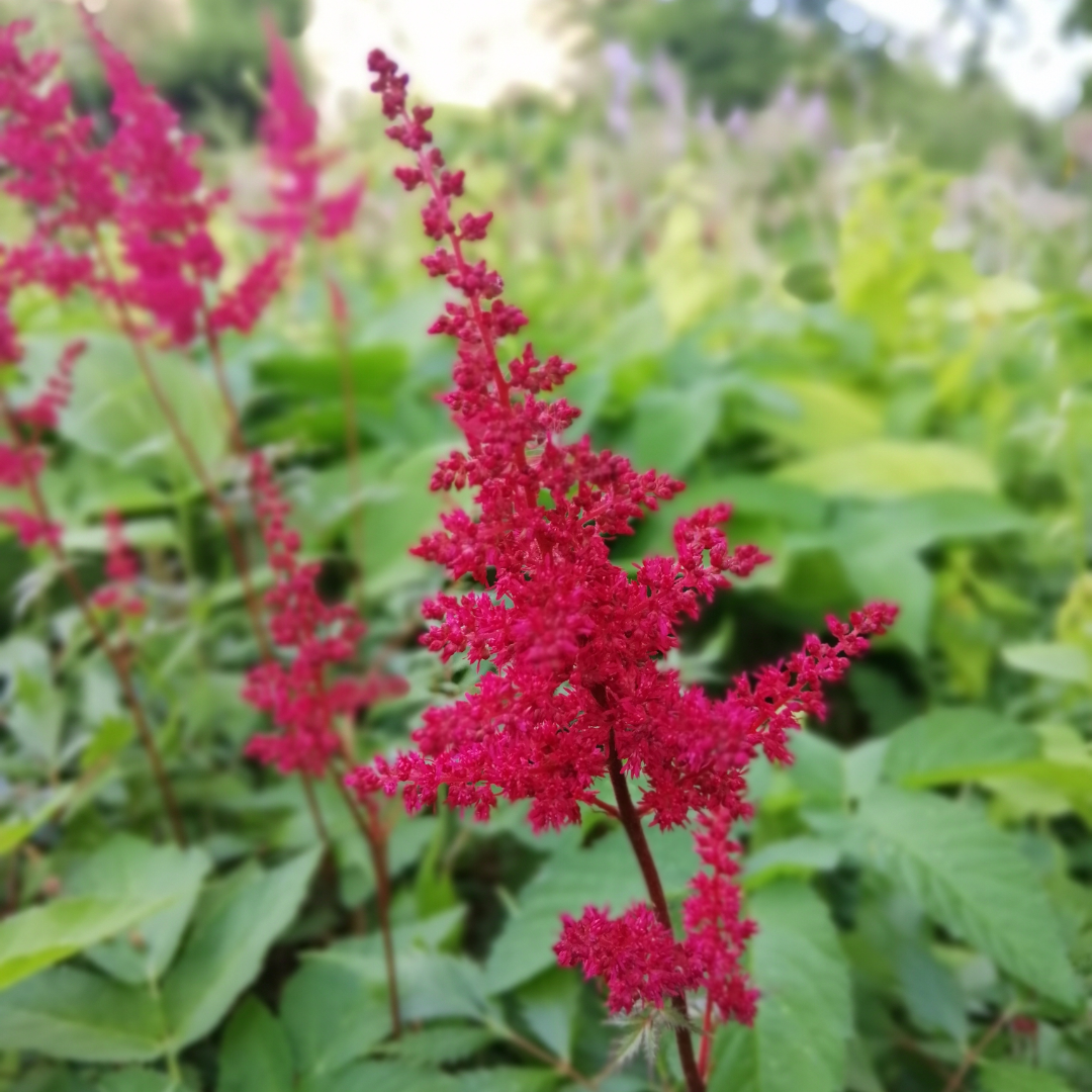 Astilbe Fanal — Mosgiel Garden Place