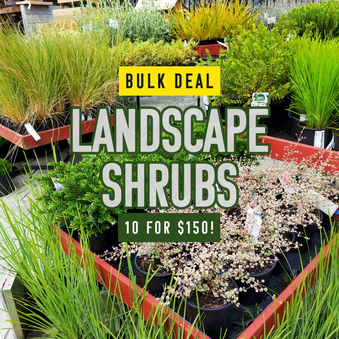 BULK BUY 10 FOR $150