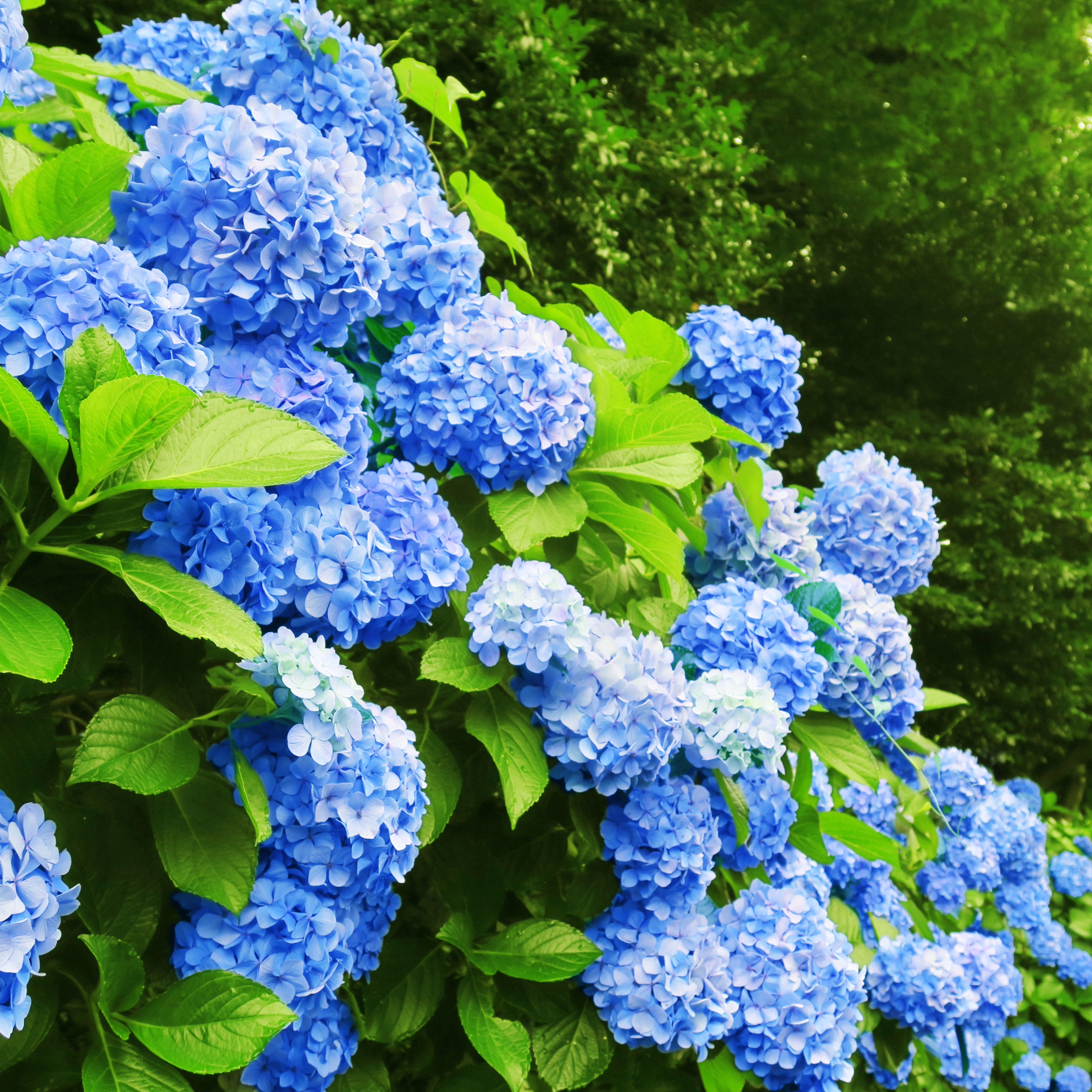 Remove background project (13).png