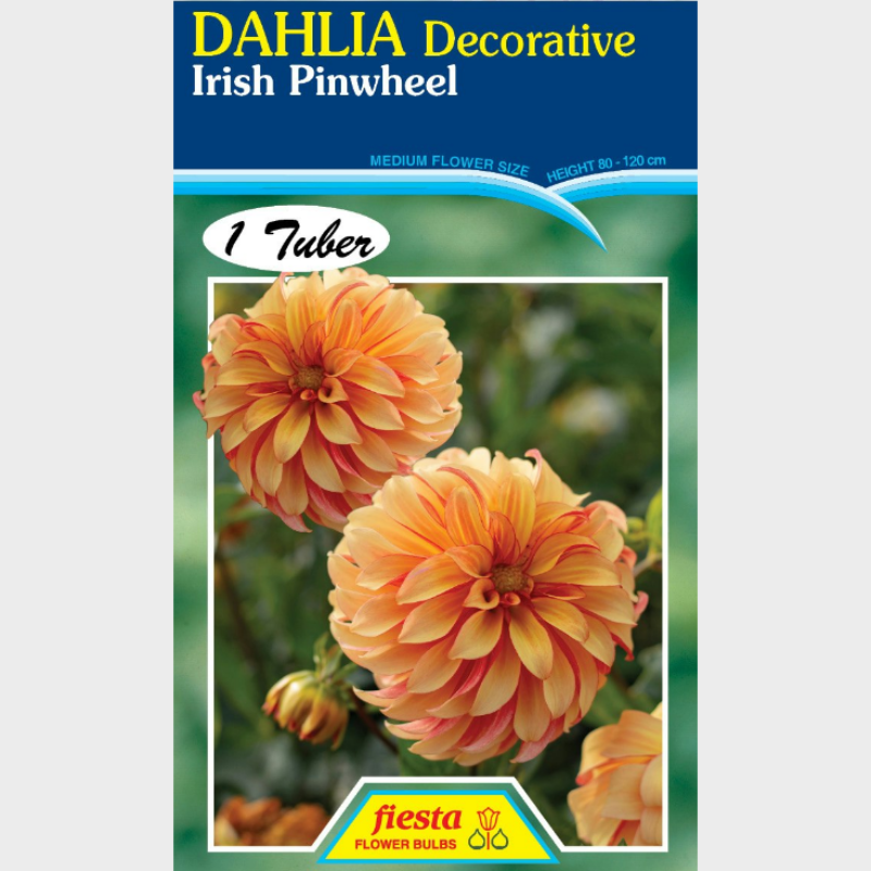 Dahlia-1 (4).png