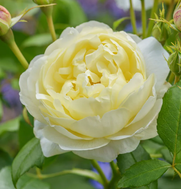 Bush Rose Vanessa Bell 5L