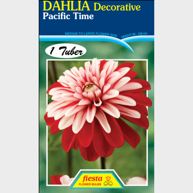 Dahlia-1 (1).png
