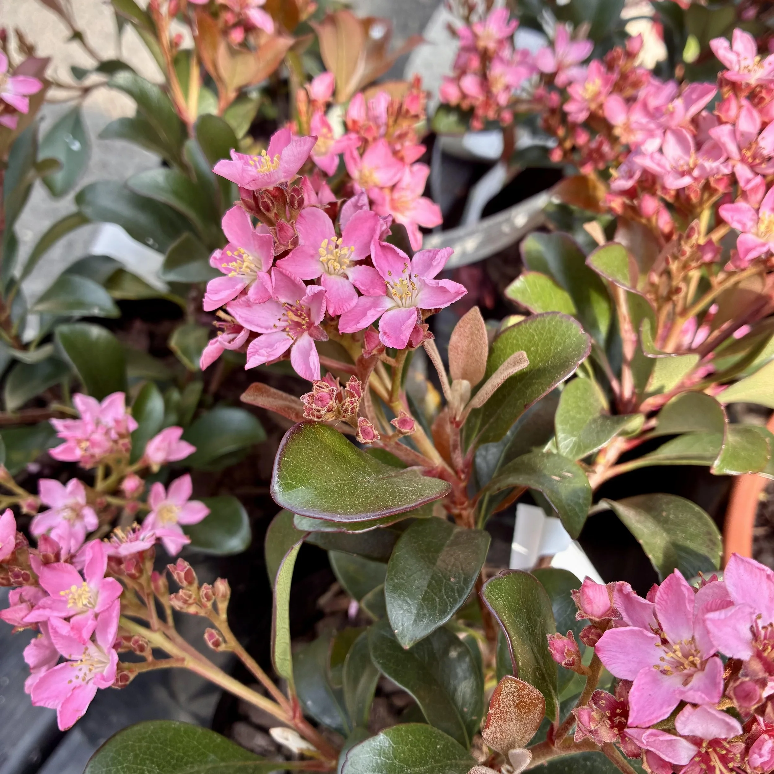 Raphiolepsis Ballerina — Mosgiel Garden Place