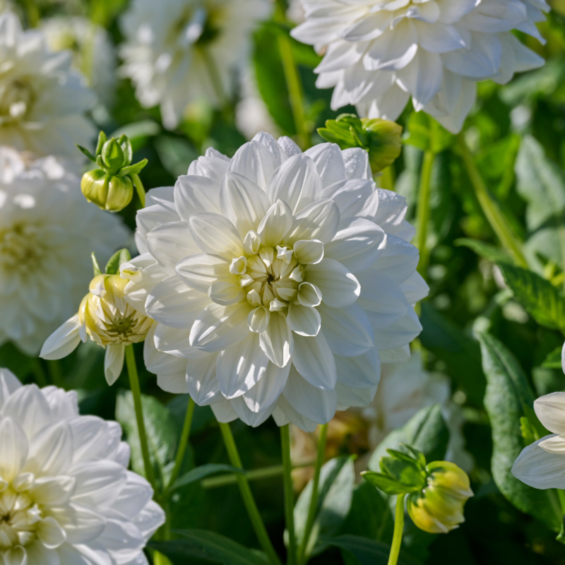 Dahlia-2 (6).png