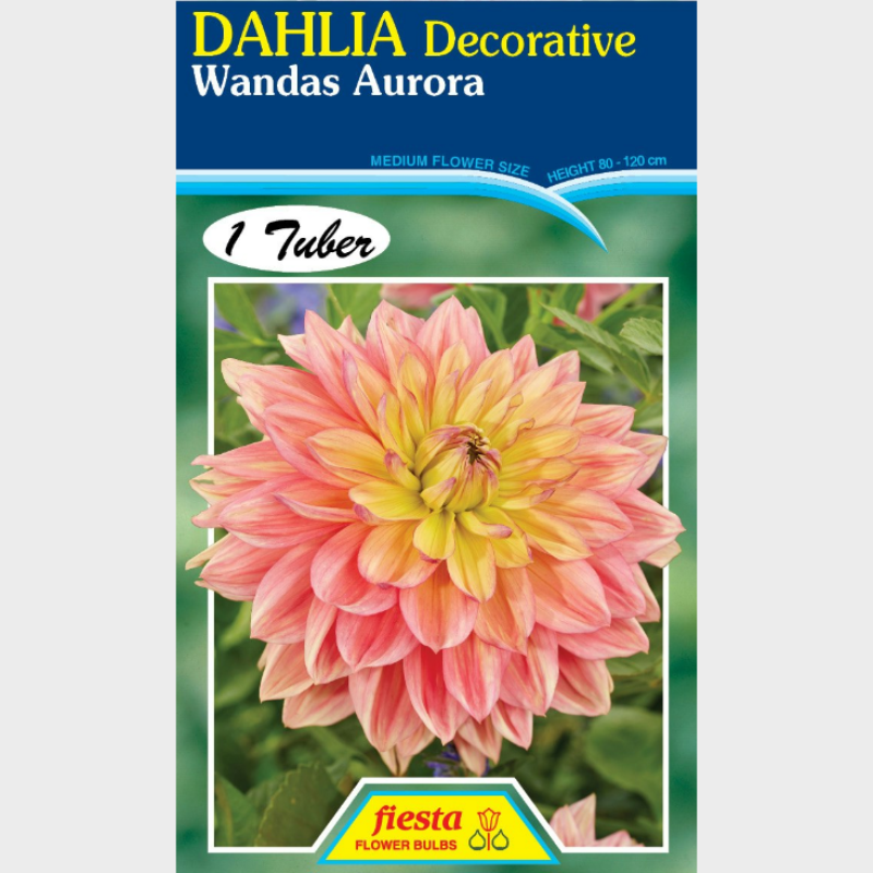 Dahlia-1 (19).png