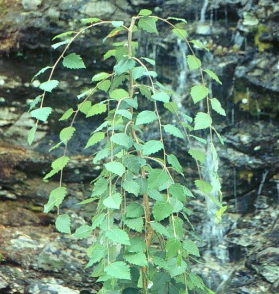 Betula Summer Cascade 8.5L