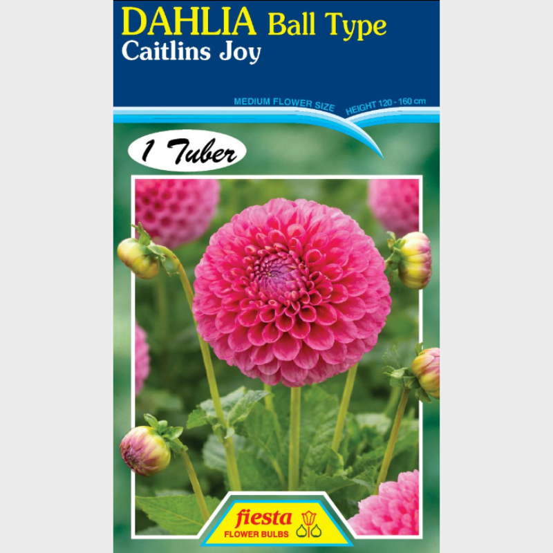 Dahlia Caitlins Joy