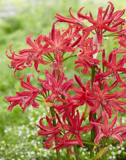 Nerine Pearls of Cherry -1 bulb