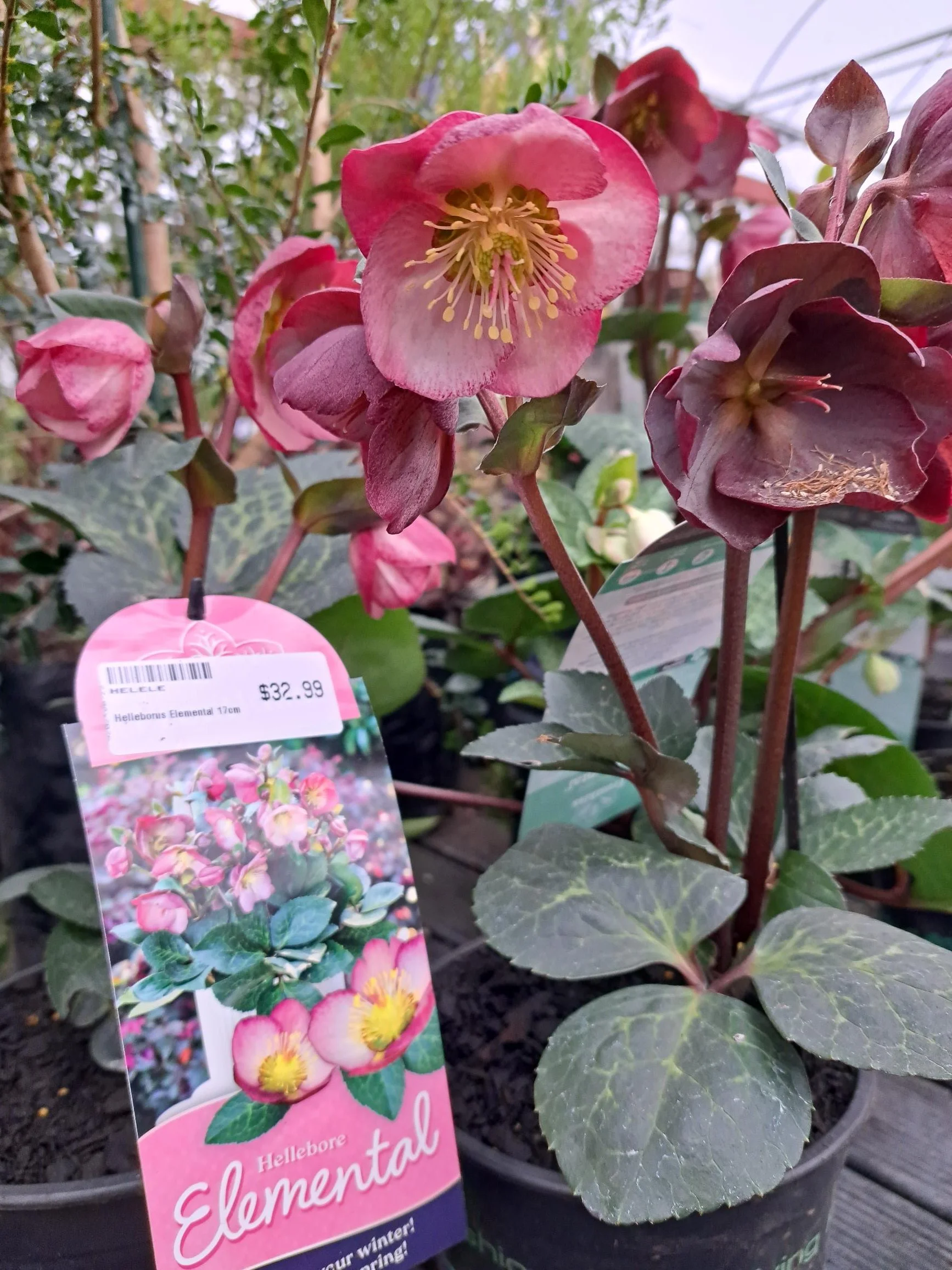 Helleborus Elemental 17cm