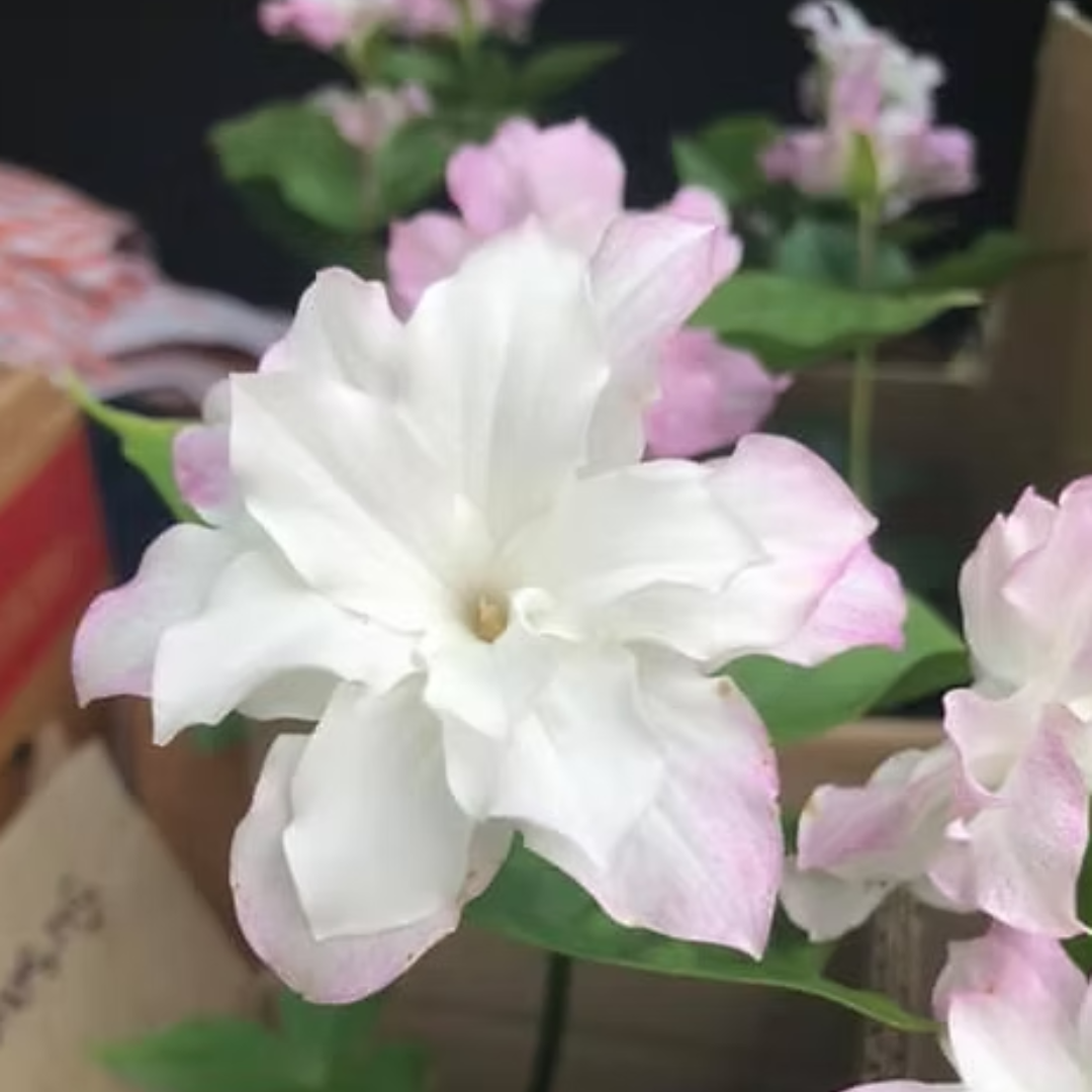 Trillium Grandiflorum Flore Plena