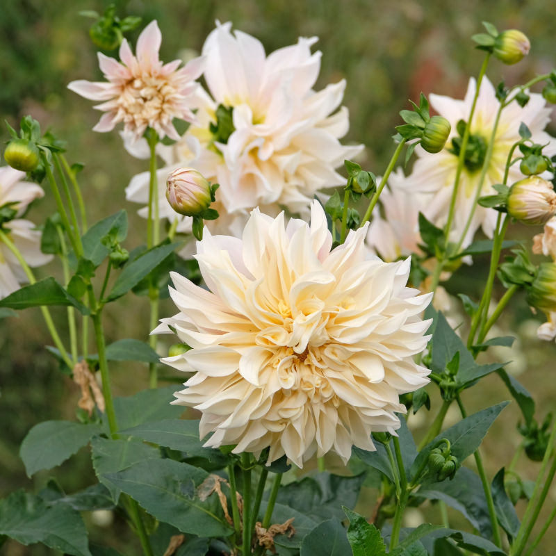 Dahlia-2 (4).png