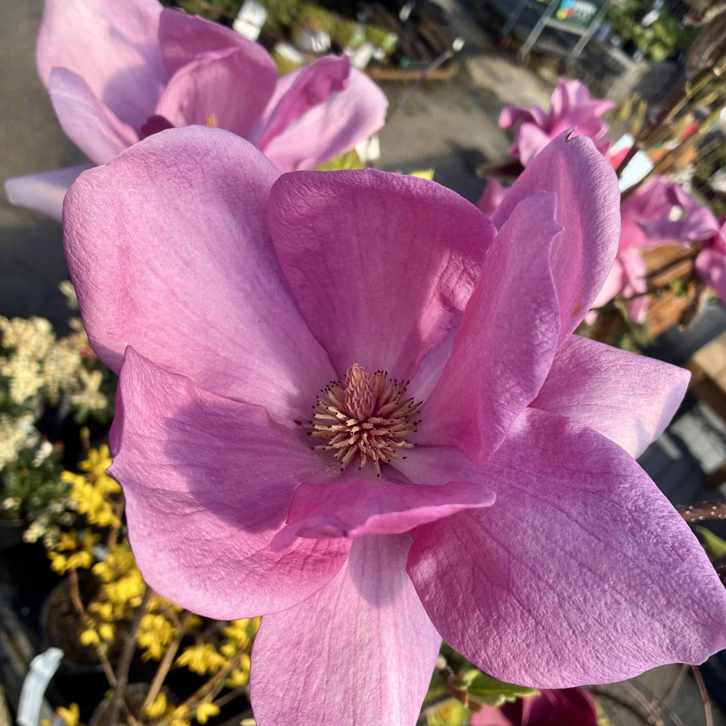 Magnolia Cleopatra PB18