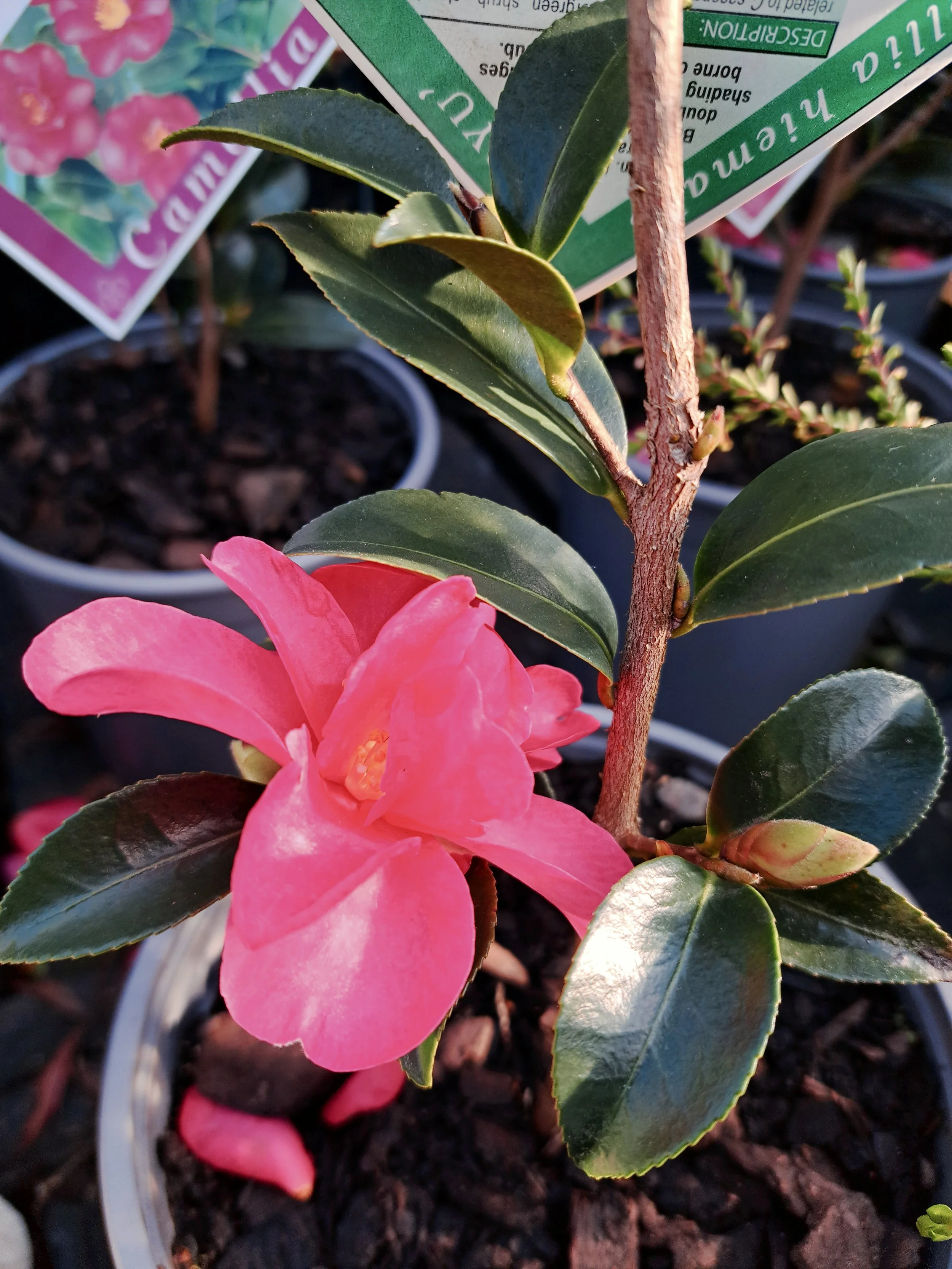 Camellia Hiryu 2.5L