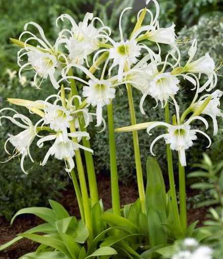 Nymenocallis Festalis - 1 bulb
