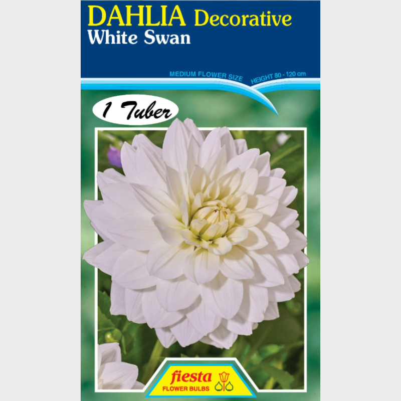 Dahlia-1 (9).png