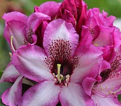 Rhododendron Grandmas Hat 6L