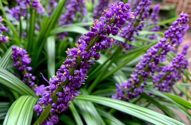 Liriope Muscari Amethyst 1.5L