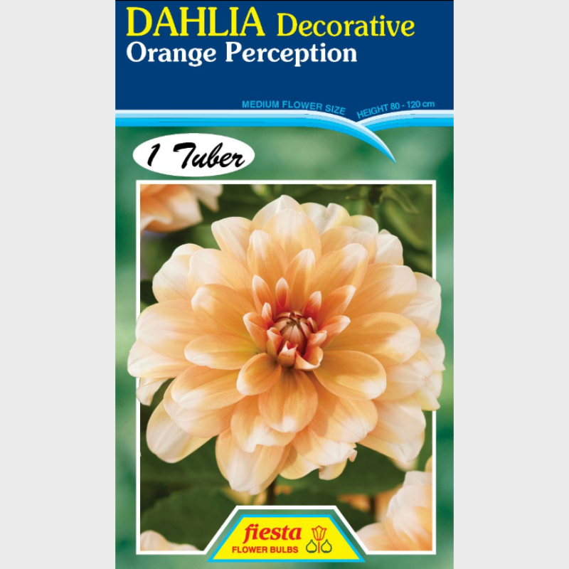 Dahlia-1 (13).png