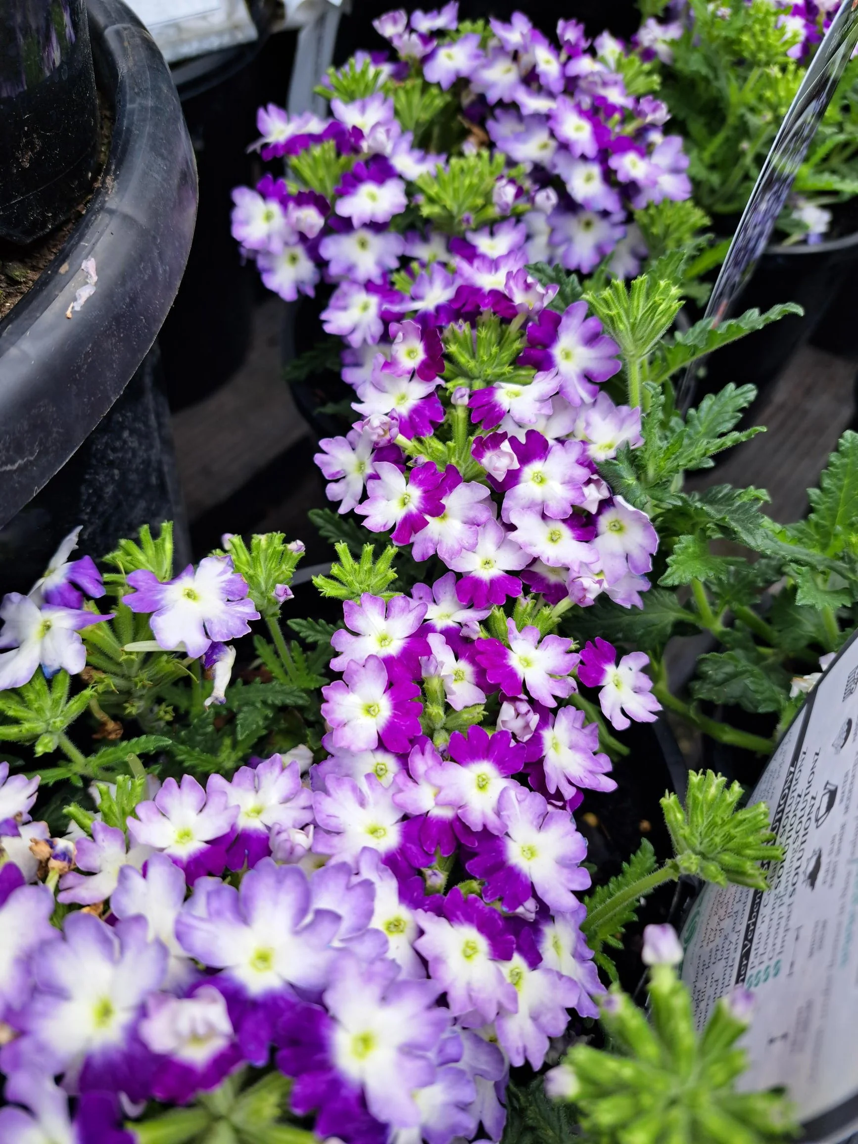Verbena Voodoo Hurricane Blue
