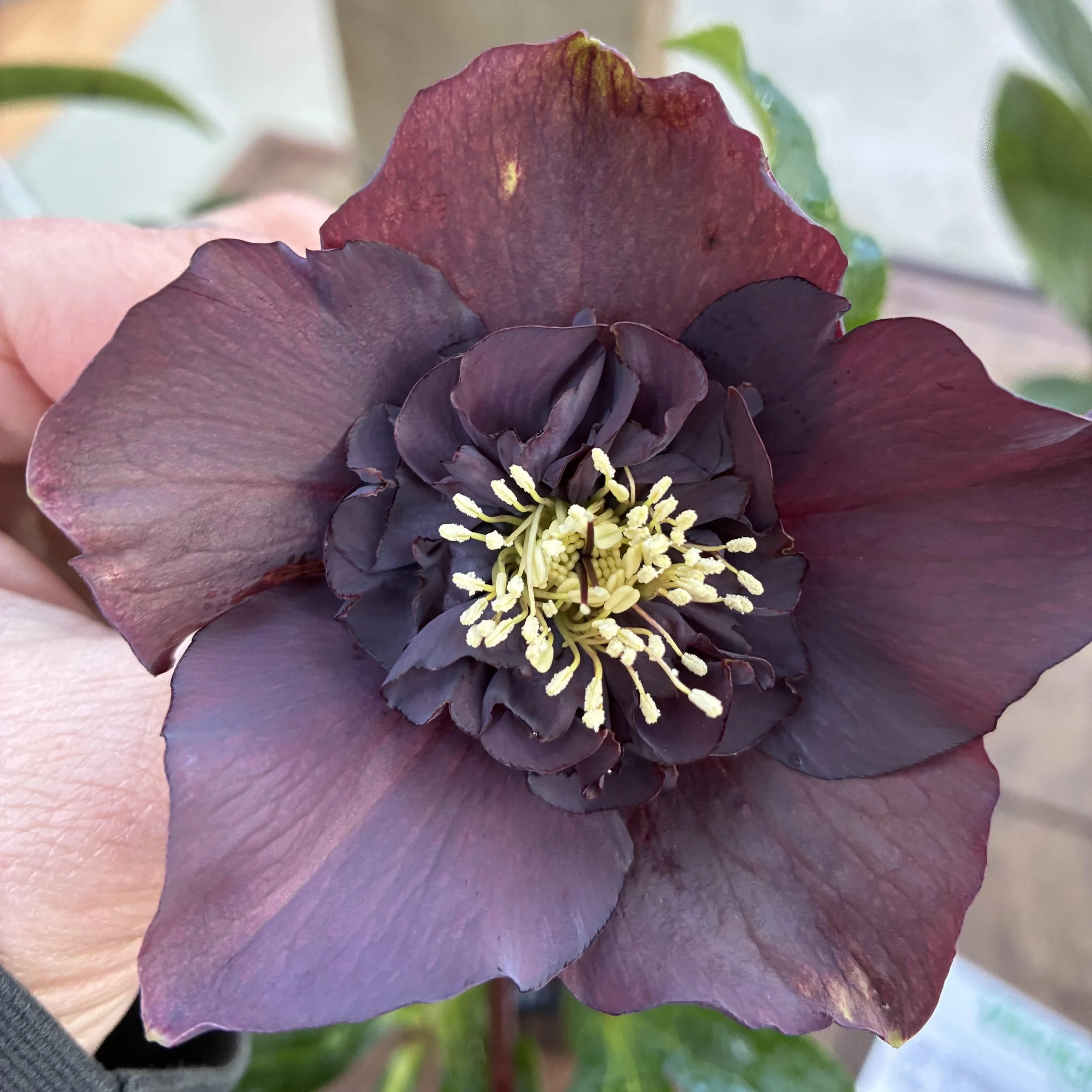 Helleborus Anemone Centred Dark 2.5L