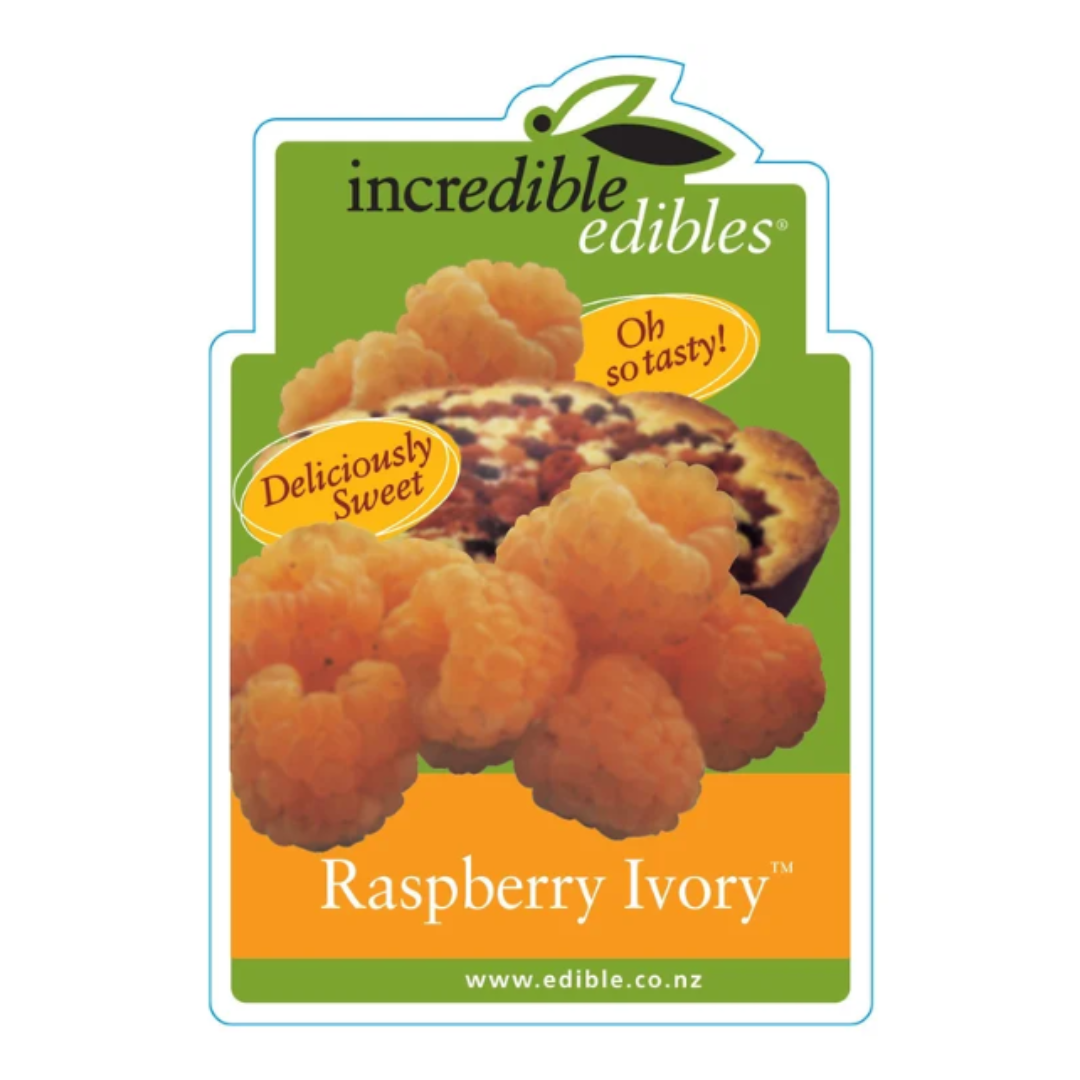 Raspberry Ivory 3L