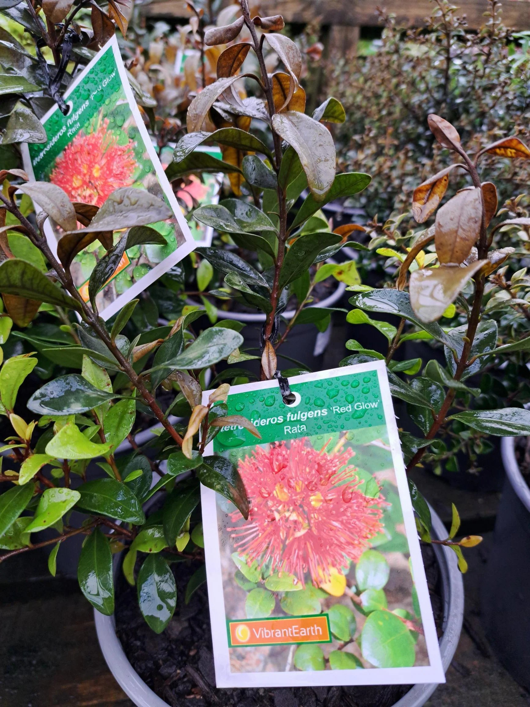 Metrosideros fulgens Red Glow 2.5L