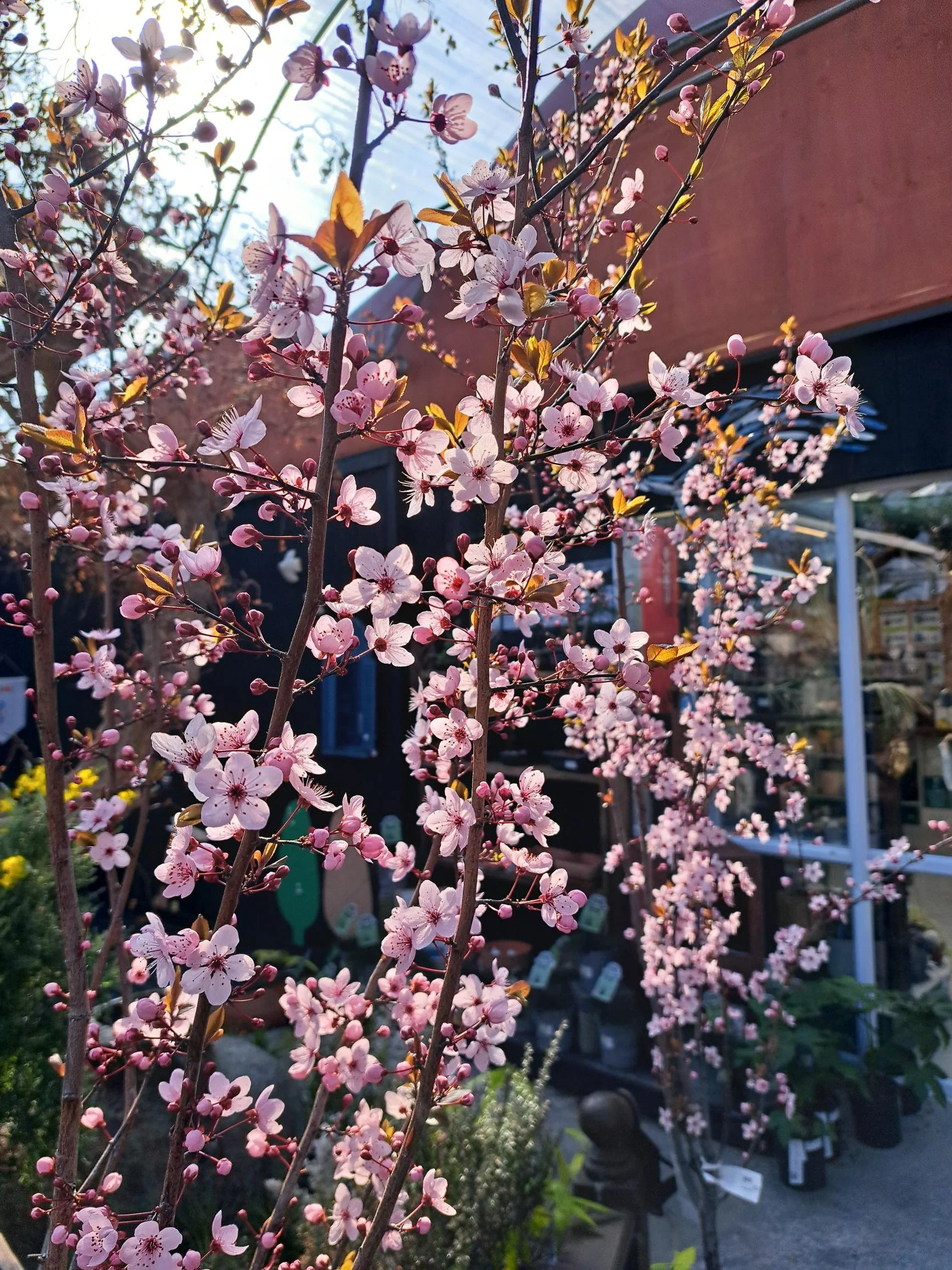 Prunus Thundercloud PB28