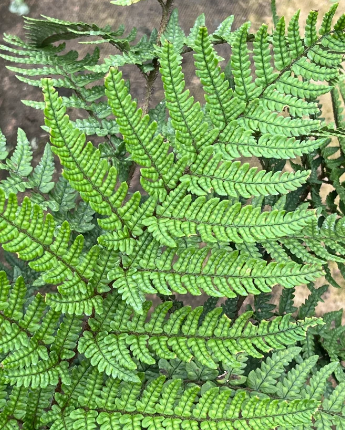 Dryopteris Varia 10cm