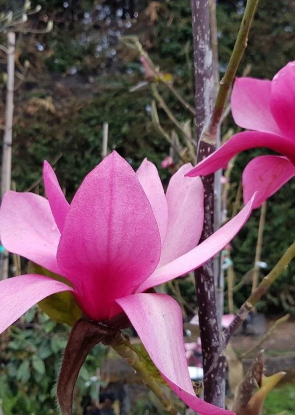 Magnolia Strawberry Fields PB28/60-80cm