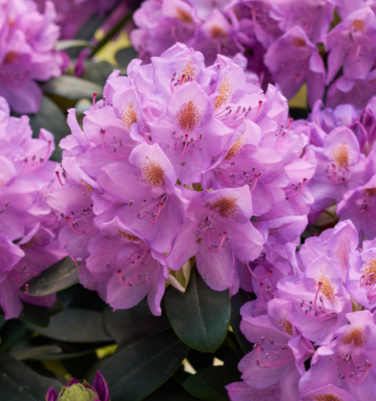 Rhododendron Mrs J P Lade 3L
