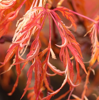 Acer Toyama Nishiki Low graft Pb18