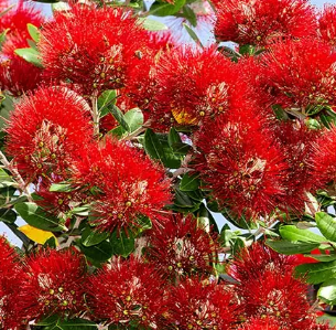 Metrosideros Excelsa Hybrid Pb18