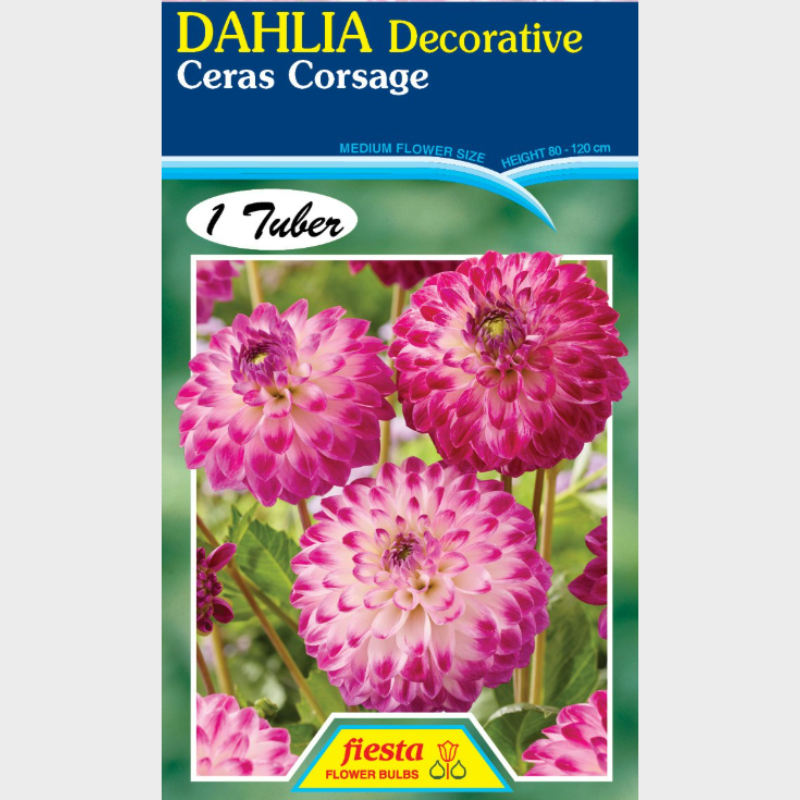 Dahlia Ceras Corsage