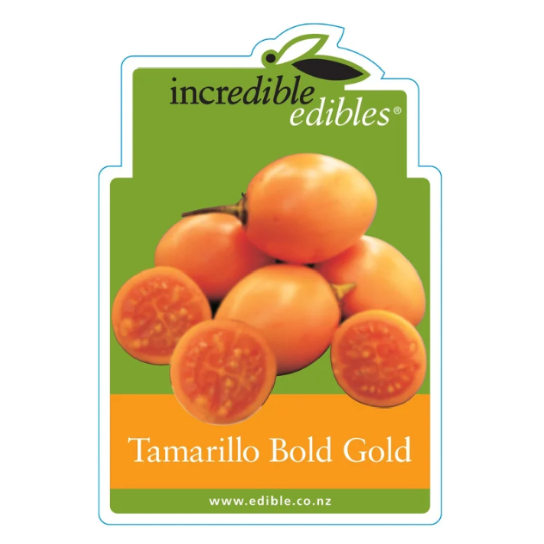 Tamarillo Bold Gold 1.9L