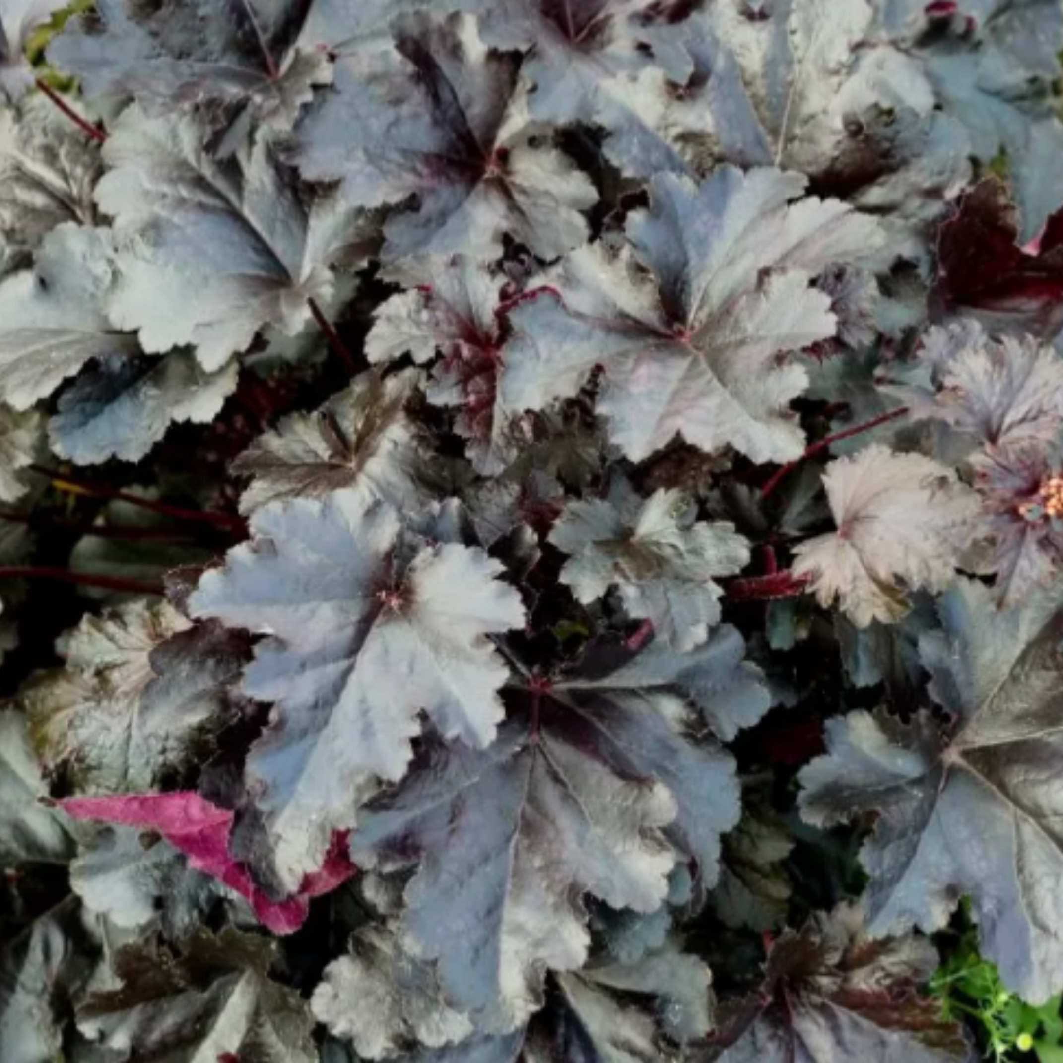 Heuchera Black Pearl 1.9L