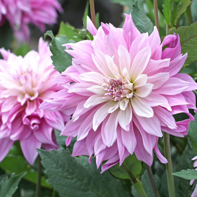 Dahlia-2 (2).png
