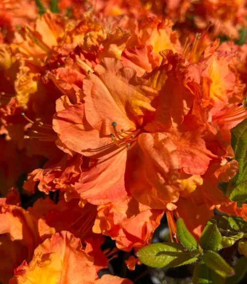 Azalea Action Man 10L
