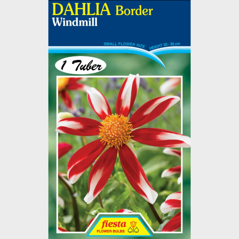 Dahlia-1 (20).png