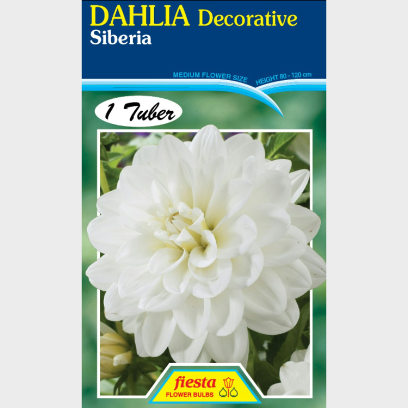 Dahlia-1.png