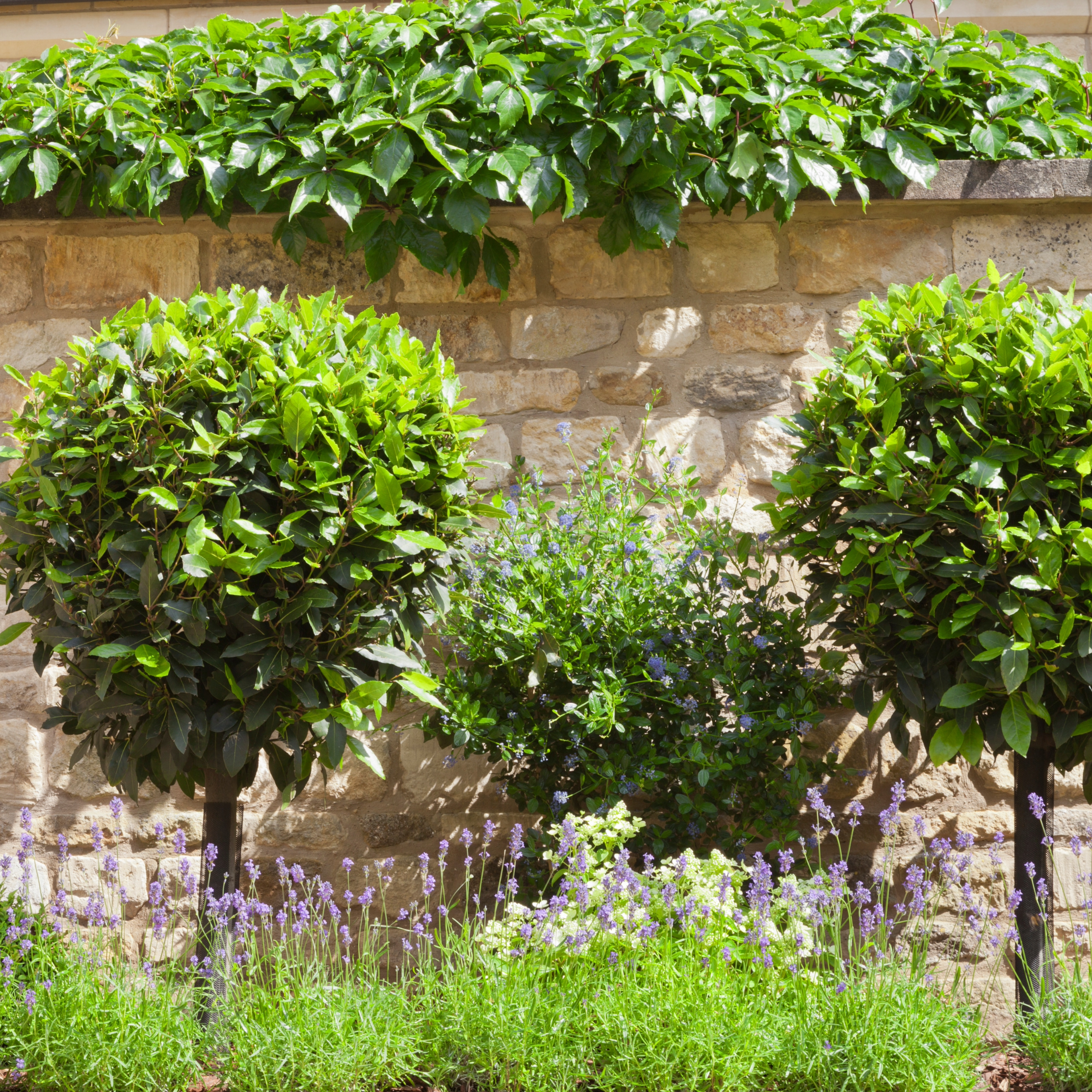 Remove background project (8).png