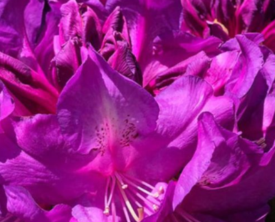 Rhododendron Purple Passion 6L