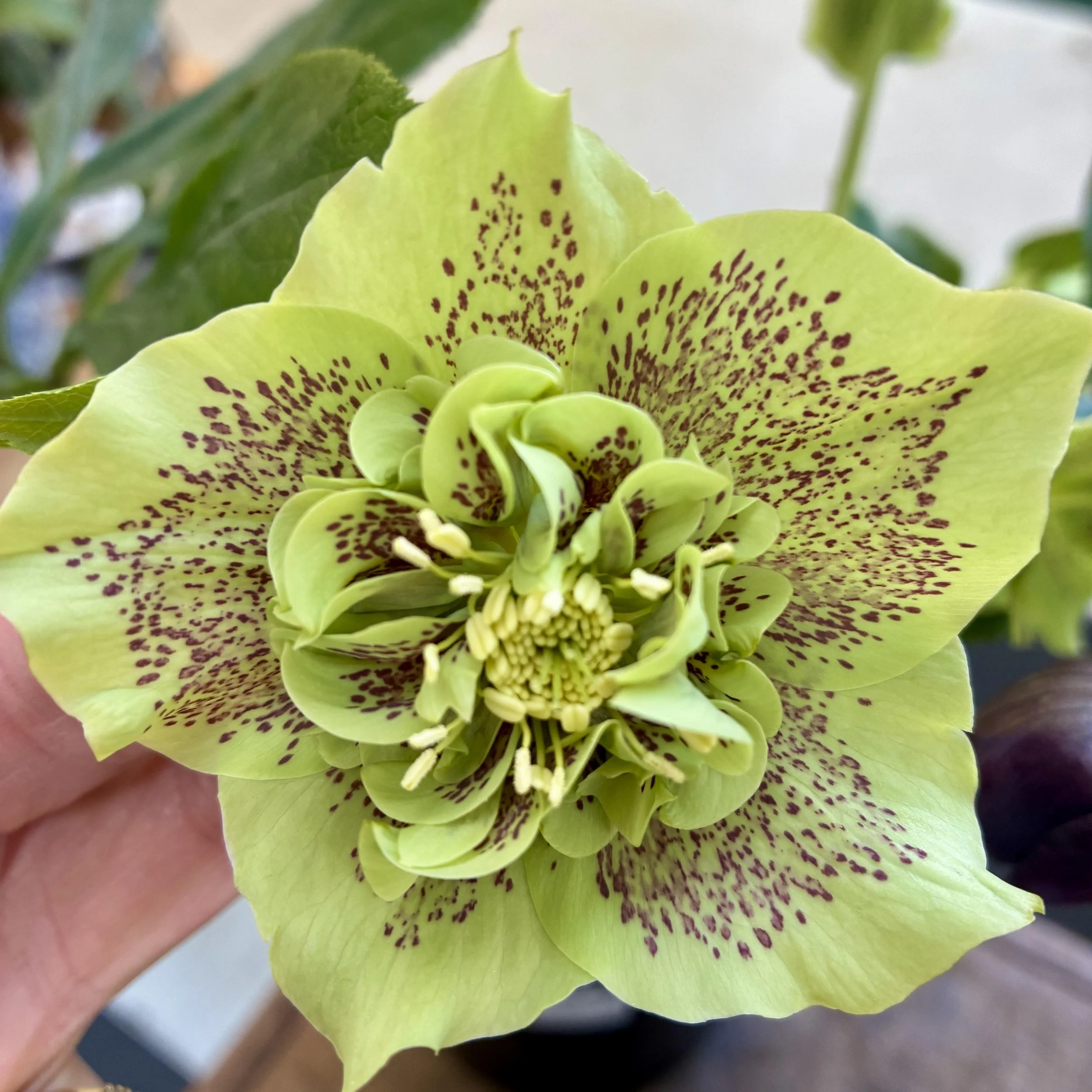 Helleborus Anemone Centred Lime with Red Speckles 2.5L