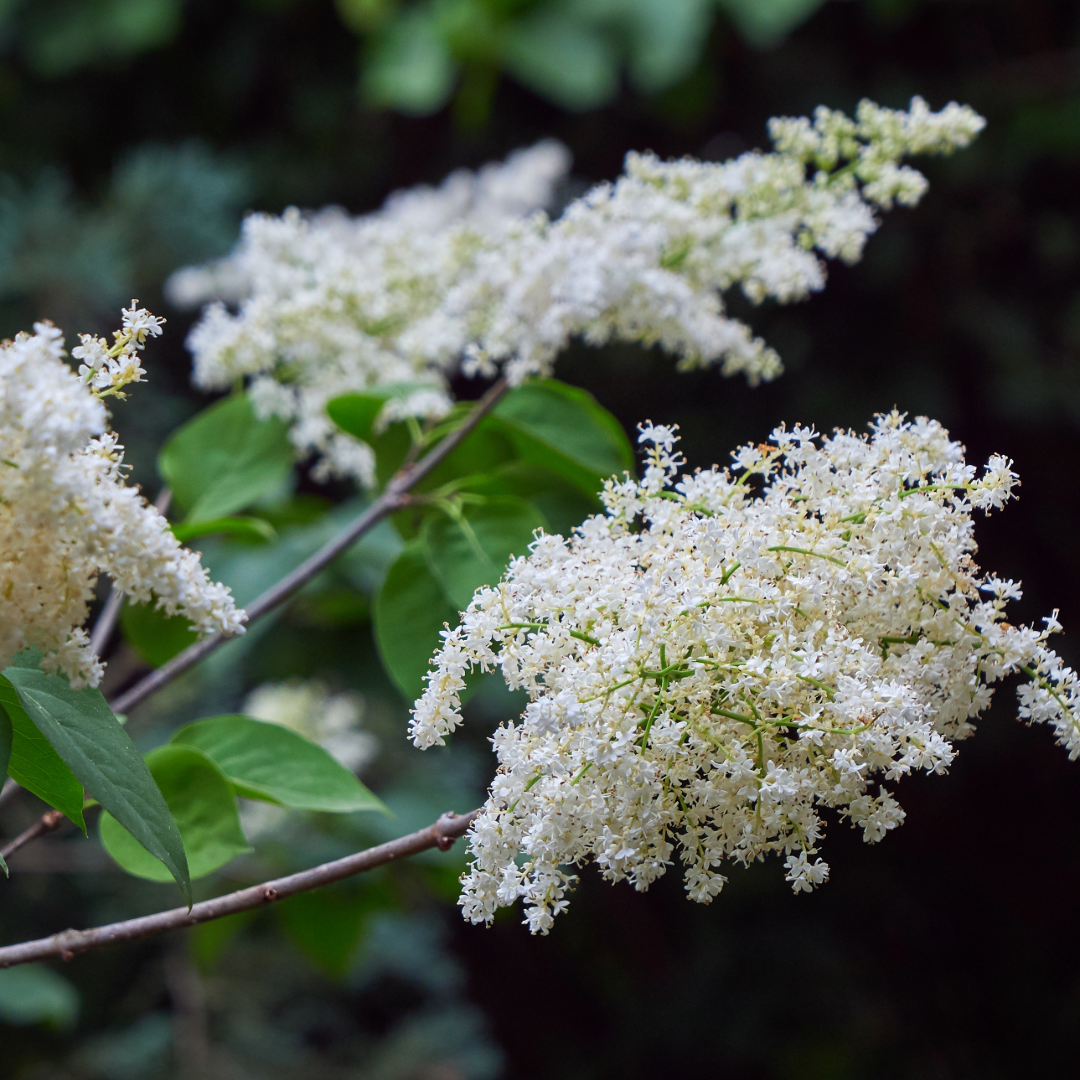 Syringa Reticulata — Mosgiel Garden Place