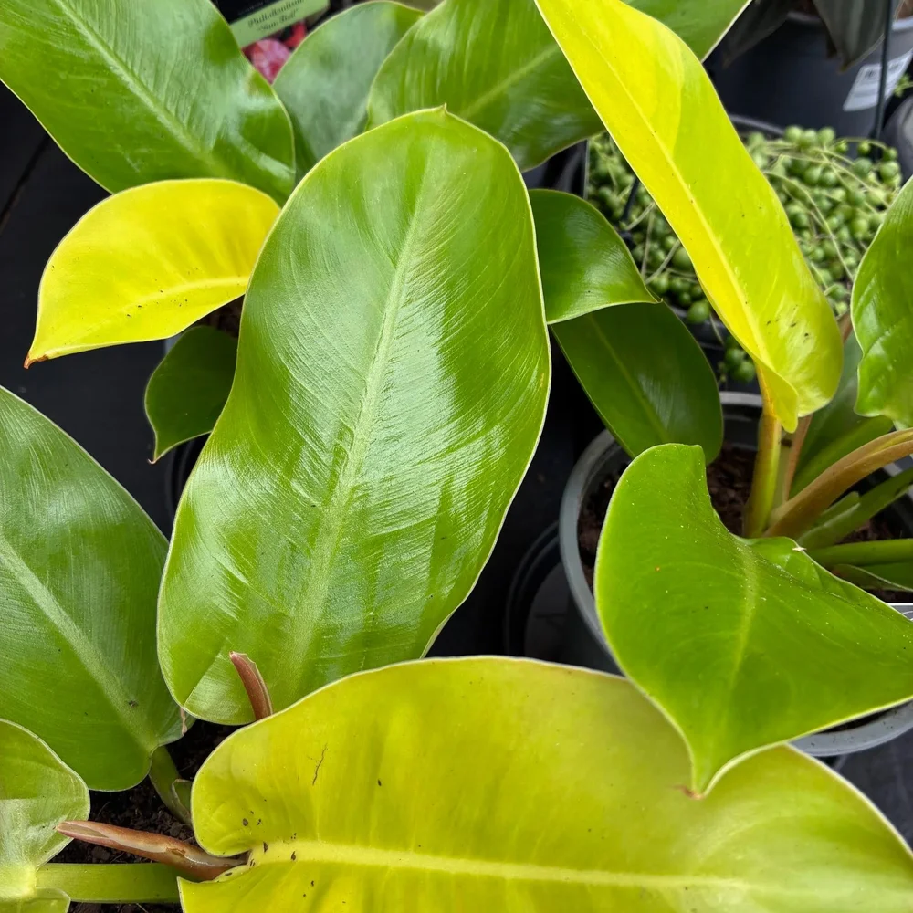 Philodendron Imperial Golden  Mosgiel Garden Place
