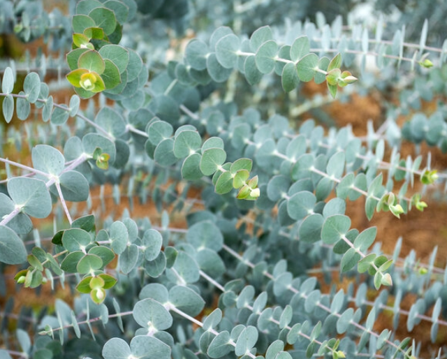 Eucalyptus Baby Blue 2L