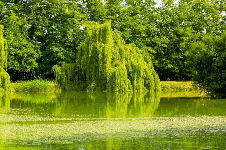 Salix Chrysocoma