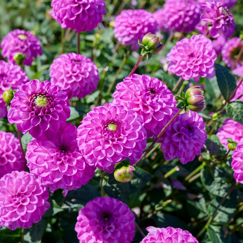 Dahlia-2.png
