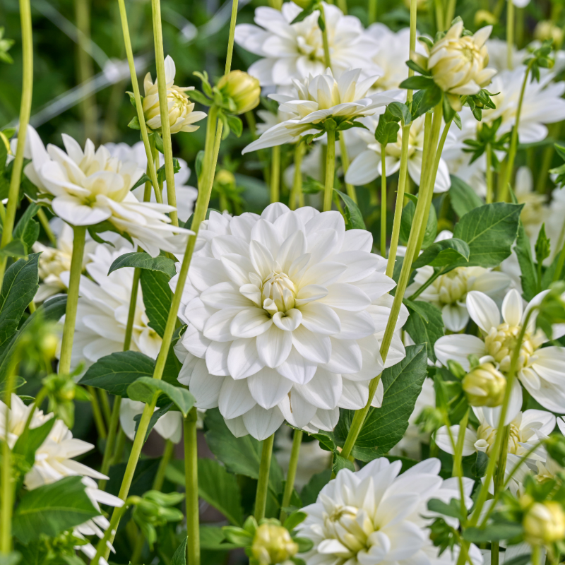 Dahlia-2.png